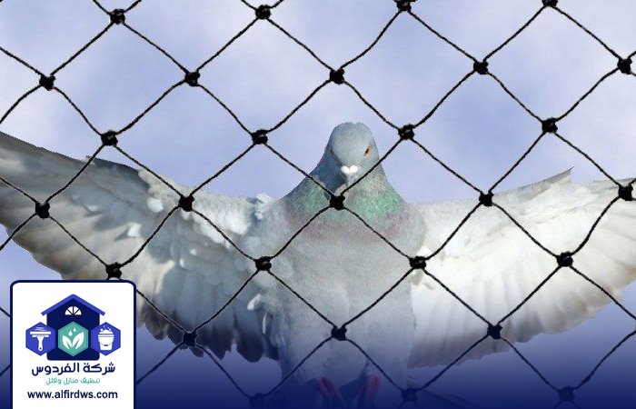 مكافحة الحمام في الفجيرة 3 مكافحة الحمام في الفجيرة