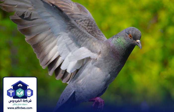 مكافحة الحمام في الفجيرة 4 مكافحة الحمام في الفجيرة