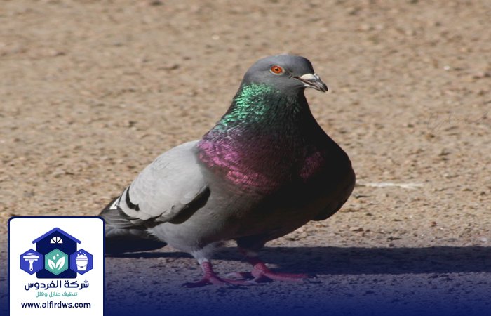 مكافحة الحمام في الفجيرة 5 مكافحة الحمام في الفجيرة