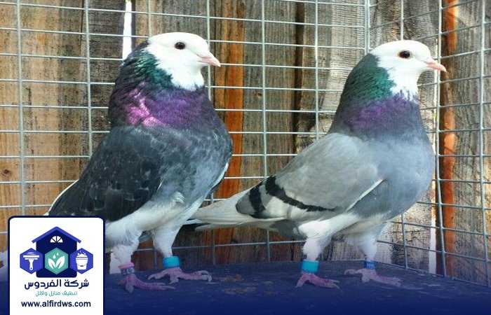 مكافحة الحمام في ام القيوين 5 مكافحة الحمام في ام القيوين