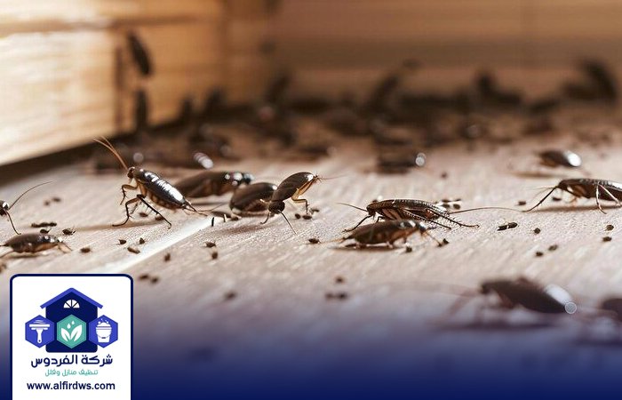 شركة مكافحة الصراصير في عجمان 5 شركة مكافحة الصراصير في عجمان