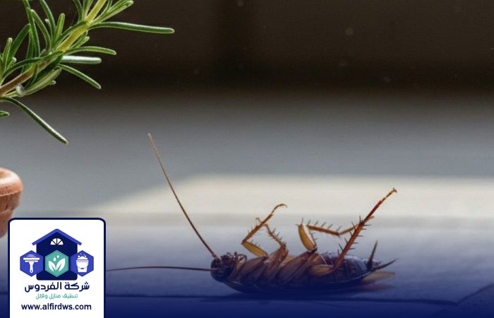 شركة مكافحة الصراصير في العين