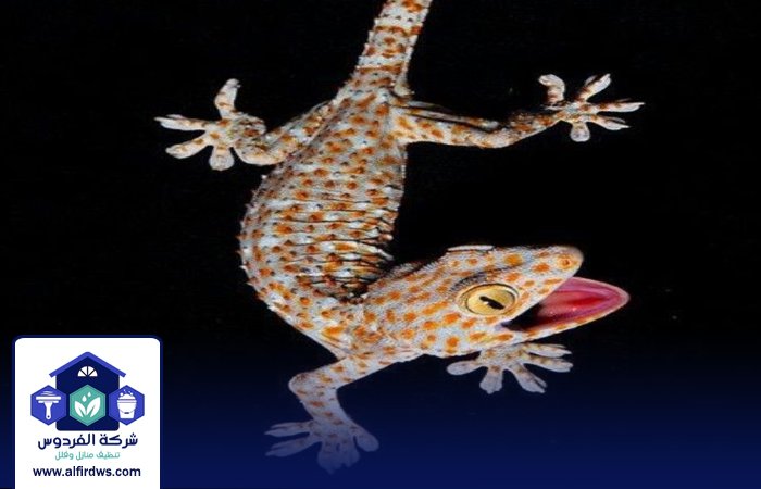 شركة مكافحة الطيطار في العين 5 شركة مكافحة الطيطار في العين