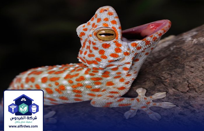 شركة مكافحة الطيطار في العين 3 شركة مكافحة الطيطار في العين