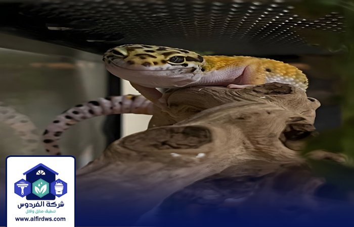 شركة مكافحة الطيطار في الفجيرة 5 شركة مكافحة الطيطار في الفجيرة