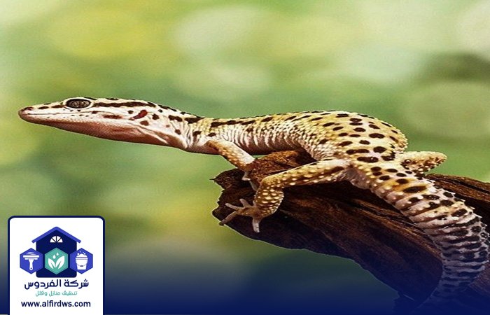 شركة مكافحة الطيطار في الفجيرة 4 شركة مكافحة الطيطار في الفجيرة