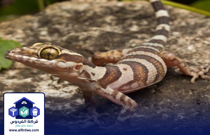 شركة مكافحة الطيطار في الفجيرة