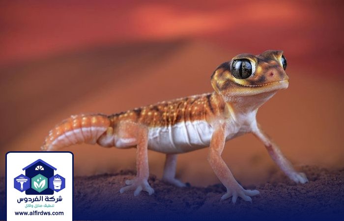 شركة مكافحة الرمة في أبوظبي