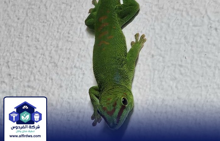 شركة مكافحة الطيطار في عجمان 5 شركة مكافحة الطيطار في عجمان