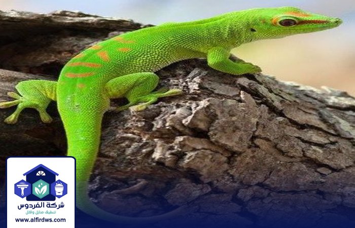 شركة مكافحة الطيطار في عجمان 4 شركة مكافحة الطيطار في عجمان