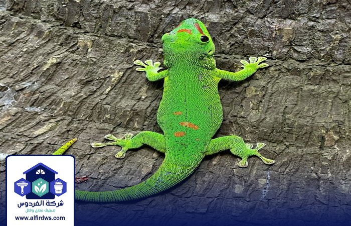 شركة مكافحة الطيطار في عجمان 3 شركة مكافحة الطيطار في عجمان