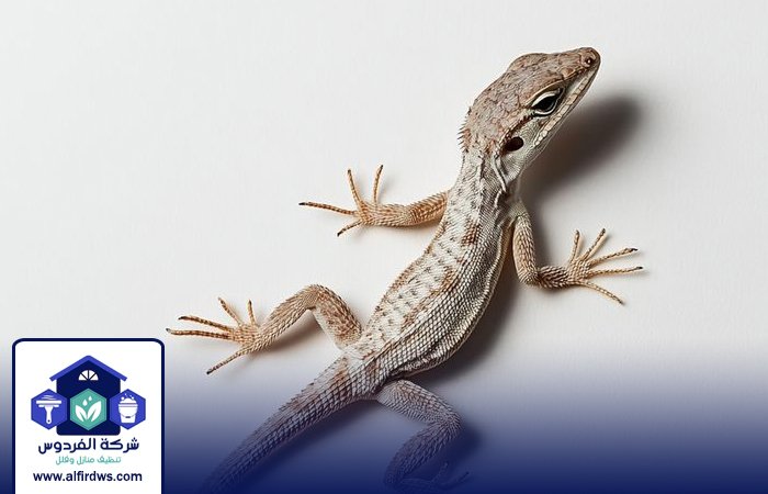 شركة مكافحة الطيطار في عجمان 2 شركة مكافحة الطيطار في عجمان