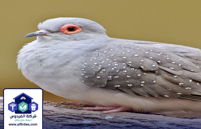 مكافحة الحمام في المطينة 2 مكافحة الحمام في المطينة