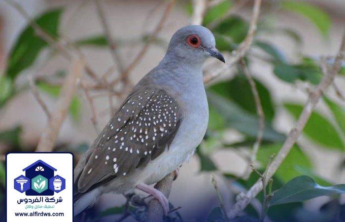 مكافحة الحمام في المطينة 3 مكافحة الحمام في المطينة