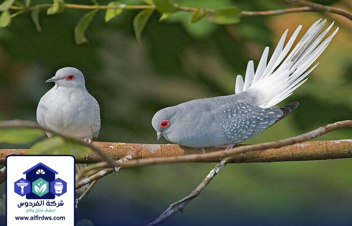 مكافحة الحمام في المطينة 4 مكافحة الحمام في المطينة