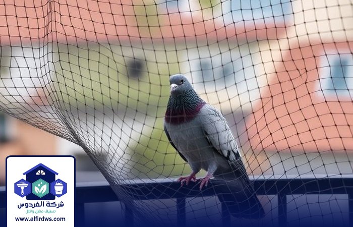 مكافحة الحمام في عجمان 4 مكافحة الحمام في عجمان