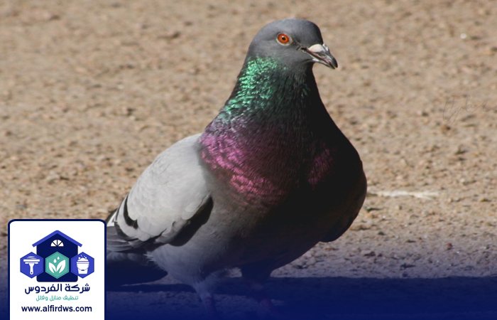 مكافحة الحمام في البرشاء 5 مكافحة الحمام في البرشاء
