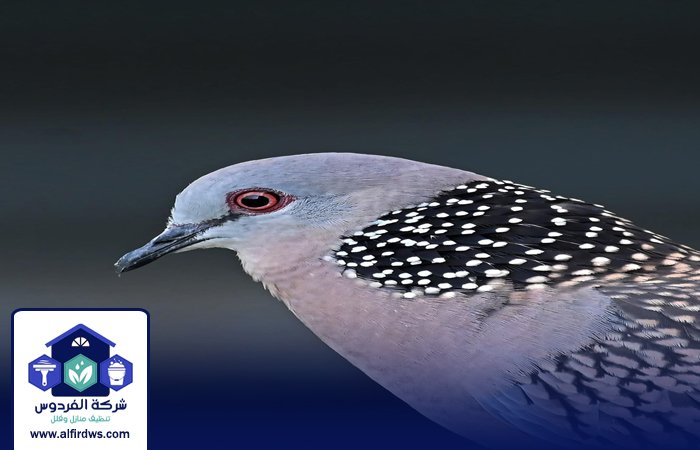 مكافحة الحمام في البرشاء 3 مكافحة الحمام في البرشاء