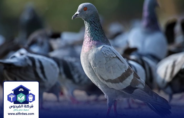 مكافحة الحمام في البرشاء 4 مكافحة الحمام في البرشاء