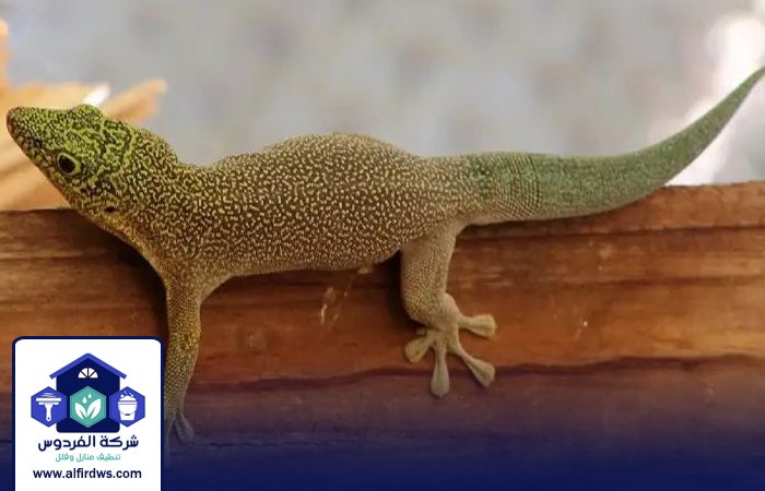 شركة مكافحة الطيطار في الشارقة