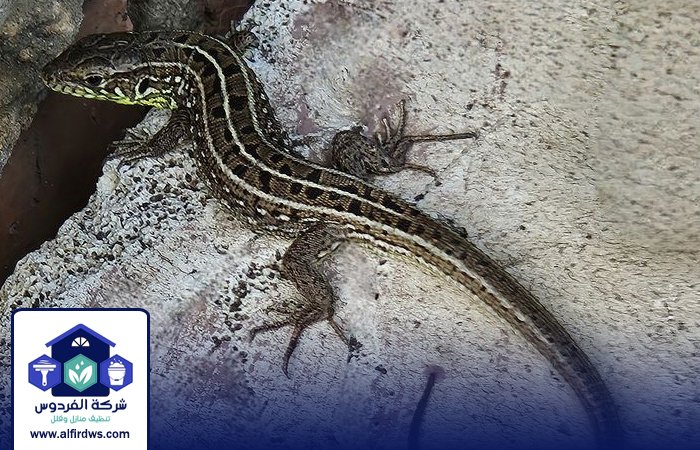 شركة مكافحة الطيطار في الشارقة 4 شركة مكافحة الطيطار في الشارقة