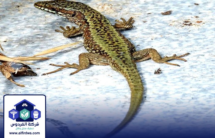 شركة مكافحة الطيطار في الشارقة 5 شركة مكافحة الطيطار في الشارقة