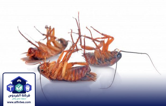 شركة مكافحة الصراصير في الشارقة 5 شركة مكافحة الصراصير في الشارقة