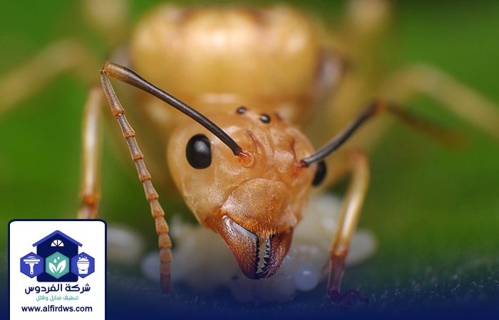 شركة مكافحة الرمة في أبوظبي 5 شركة مكافحة الرمة في أبوظبي